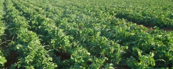 Ζεολιθικά: πατάτες και σέλινο. Κτήμα Γεώργιου Αντωνίου, Παλιομέτοχο, Κύπρος