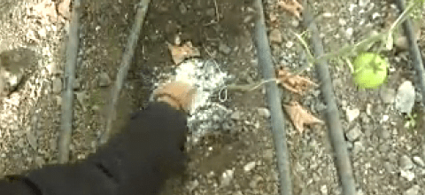 Ενσωμάτωση ζεόλιθου σε ντοματιές - Μυτιλήνη