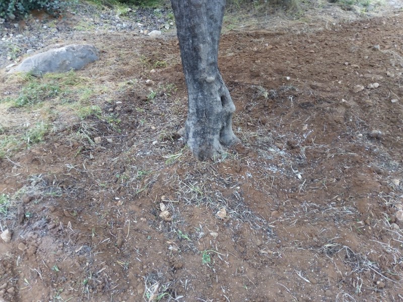 Ενσωμάτωση ζεόλιθου σε ελαιόδεντρα Κρήτη 