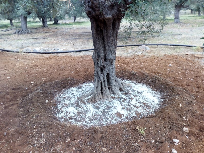 Ενσωμάτωση ζεόλιθου σε ελαιόδεντρα Κρήτη 
