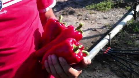 Zeolithikes-piperies-Flwrinhs-Kyprinos-Neas-Orestiadas.