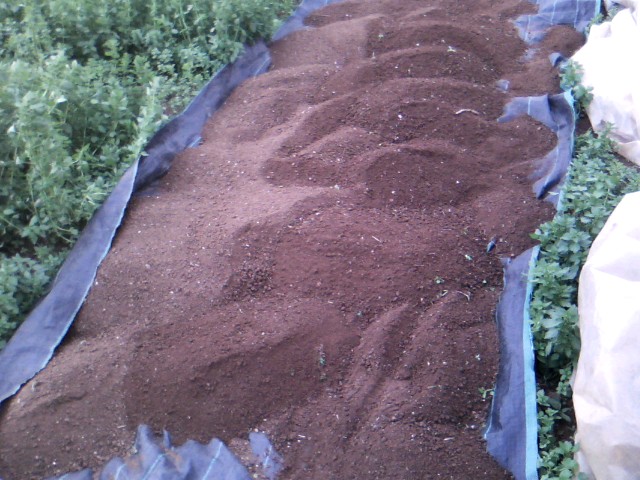 Χαρουπιές με ζεόλιθο στην Κύπρο