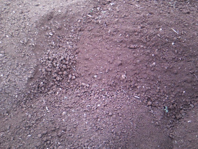 Χαρουπιές με ζεόλιθο στην Κύπρο