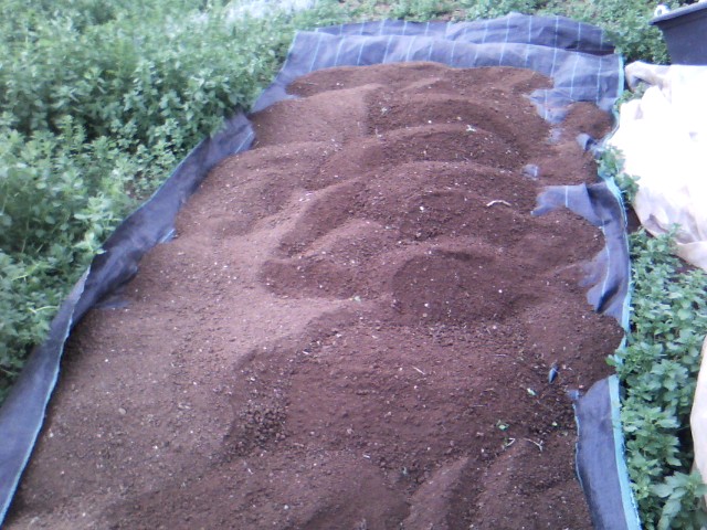 Χαρουπιές με ζεόλιθο στην Κύπρο