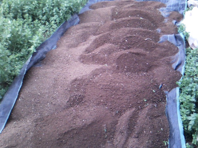 Χαρουπιές με ζεόλιθο στην Κύπρο