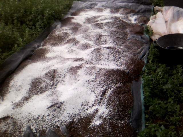 Χαρουπιές με ζεόλιθο στην Κύπρο