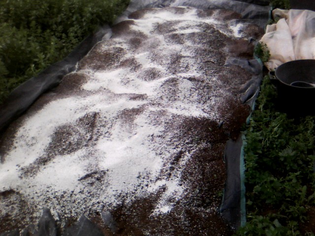 Χαρουπιές με ζεόλιθο στην Κύπρο