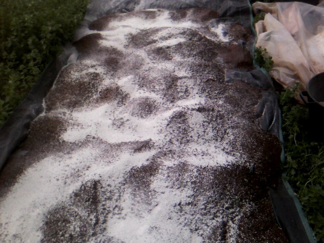 Χαρουπιές με ζεόλιθο στην Κύπρο