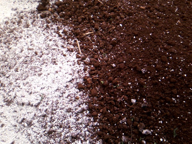 Χαρουπιές με ζεόλιθο στην Κύπρο