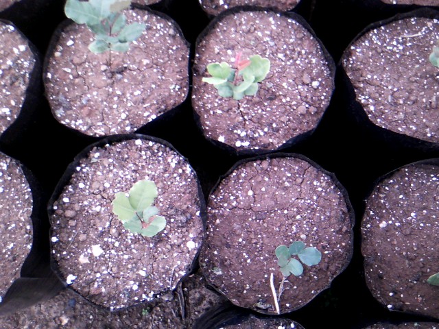 Χαρουπιές με ζεόλιθο στην Κύπρο