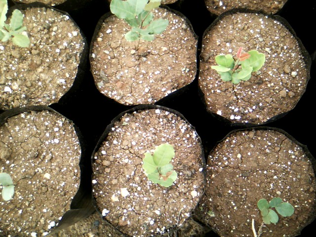 Χαρουπιές με ζεόλιθο στην Κύπρο