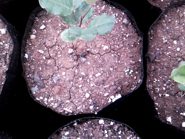 Χαρουπιές με ζεόλιθο στην Κύπρο