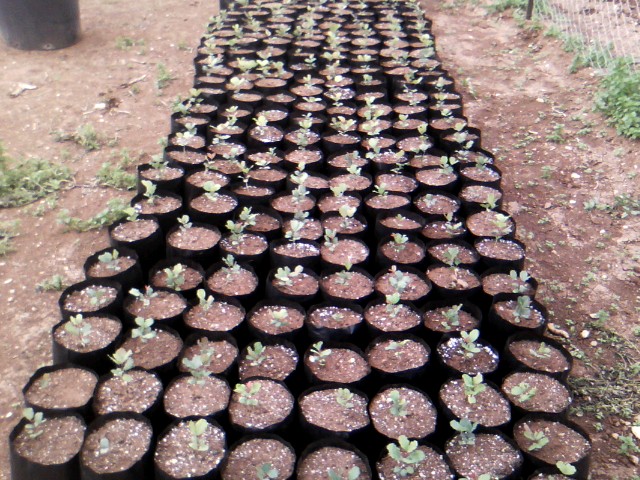 Χαρουπιές με ζεόλιθο στην Κύπρο