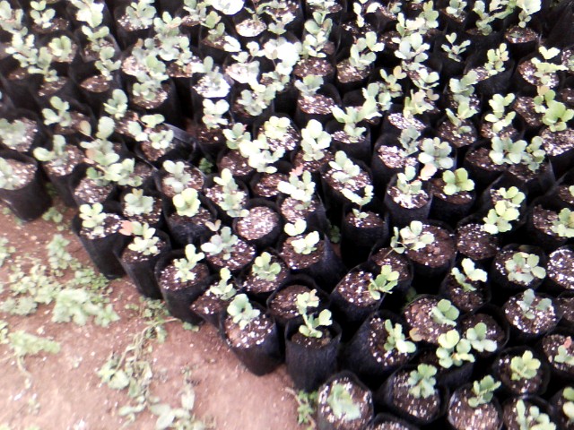 Χαρουπιές με ζεόλιθο στην Κύπρο