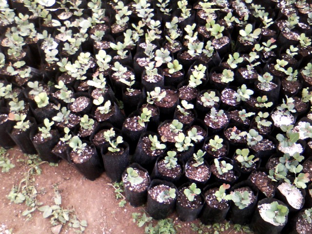 Χαρουπιές με ζεόλιθο στην Κύπρο