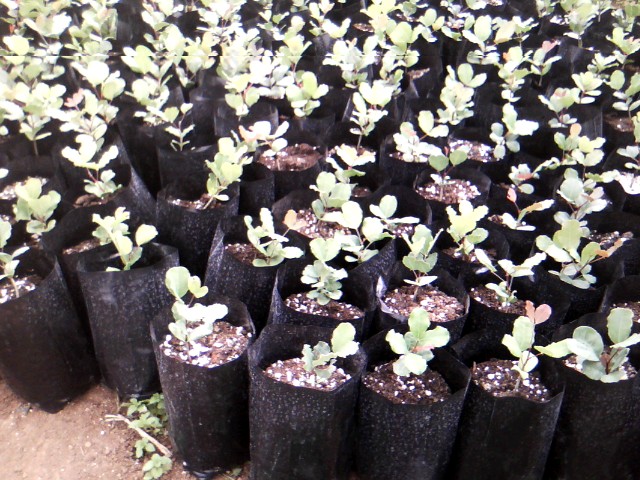 Χαρουπιές με ζεόλιθο στην Κύπρο