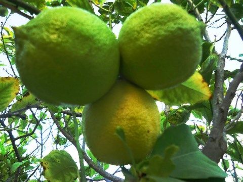 zeolithika-lemonia-lemon-with-zeolite.