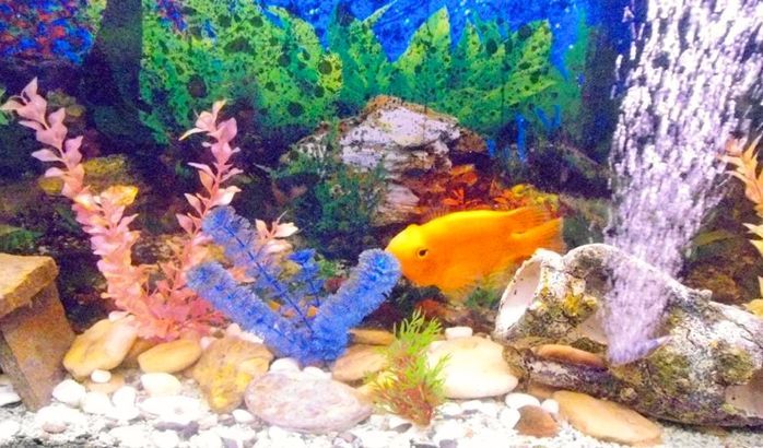 Ζεόλιθος σε ενυδρείο και στα φίλτρα του στη Νέα Ορεστιάδα