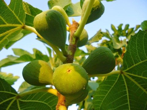 zeolithika-syka-figs-with-zeolite.