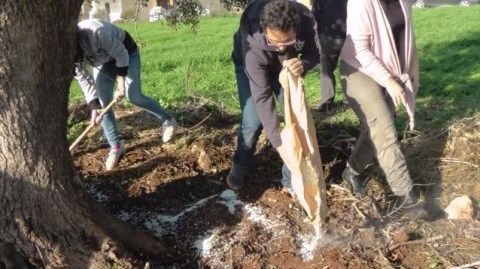 Ενσωμάτωση Ζεόλιθου στη Χαρουπιά,Κορμακίτης.