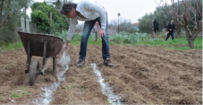 Ενσωμάτωση ζεόλιθου Βιολογικό αγρό σπορά κτηνοτροφικών κουκιών εδαφοβελτίωση.