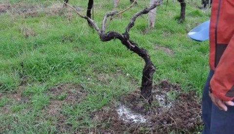 Ενσωμάτωση ζεόλιθου σε αμπέλι -Μυτιλήνη.