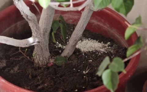 Ενσωμάτωση ζεόλιθου σε γλάστρες, Αλεξανδρούπολη.