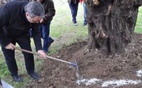 Ενσωμάτωση ζεόλιθου σε ελαιόδενδρα.