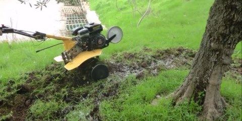 Ενσωμάτωση ζεόλιθου σε ελαιόδεντρα.