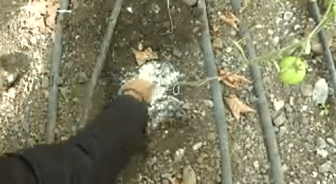 Ενσωμάτωση ζεόλιθου σε ντοματιές σε θερμοκήπιο.