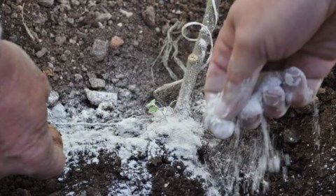 Ενσωμάτωση ζεόλιθου σε θερμοκήπιο.