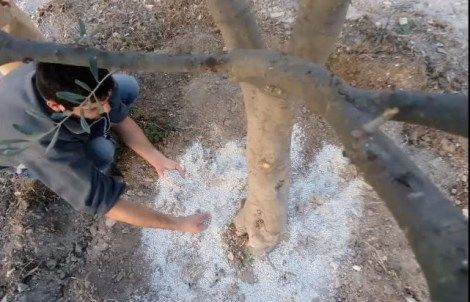 Ενσωμάτωση ζεόλιθου στο κτήμα του Γιώργου Αλαμπρίτη, Κύπρος.