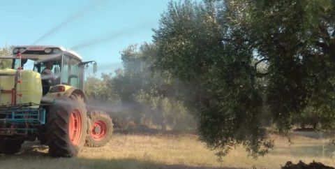 Ενσωμάτωση και ψέκασμα ζεόλιθου σε ελαιόδεντρα.