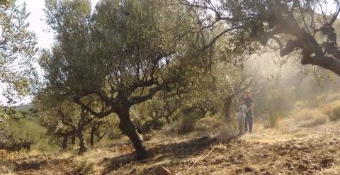 Ενσωμάτωση και ψεκασμός ζεόλιθου. Αετός Μεσσηνίας.