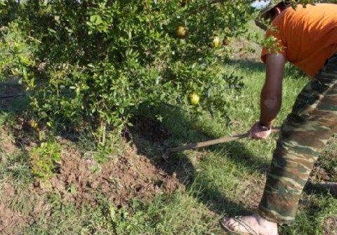 Ενσωμάτωση σε Ροδιές Μοναστηράκι, Αλεξανδρούπολη.