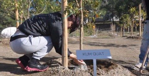 Εφαρμογή-Ζεόλιθου-στα-Πυργά-Κύπρος