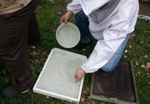 Εφαρμογή ζεόλιθου σε μελίσσια, Κέρκυρα.