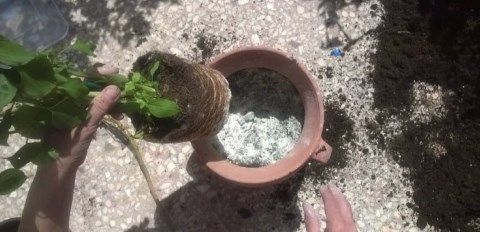 Εφαρμογή φυσικού ζεόλιθου σε άνθη.