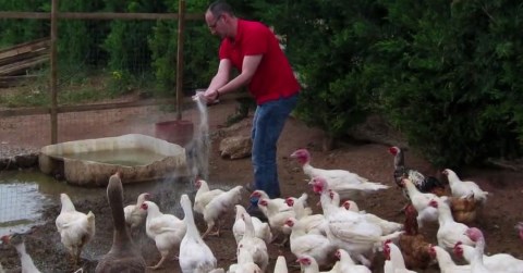 Εφαρμογη ζεολιθου σε αιγωδη χοιροειδη και πτηνα.