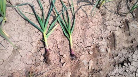 Ζεολιθικά σκόρδα.