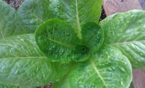 Ζεολιθικά λαχανικά, Κύπρος.