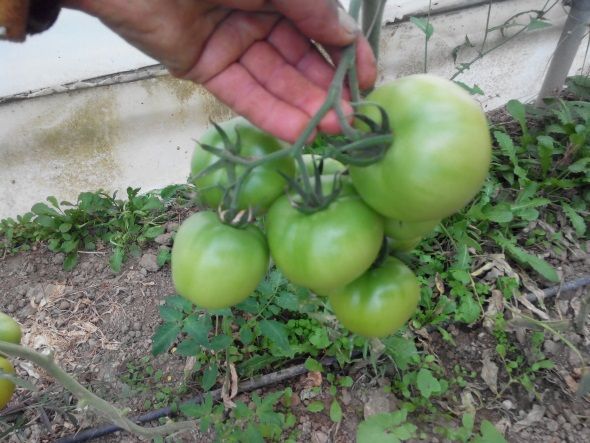 Ζεολιθικές ντομάτες Θερμοκήπιο Σ. Γιαγλή Φέρες.