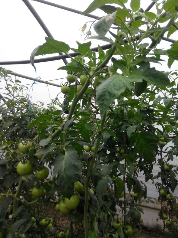 Ζεολιθικές ντομάτες Θερμοκήπιο Σ. Γιαγλή Φέρες.