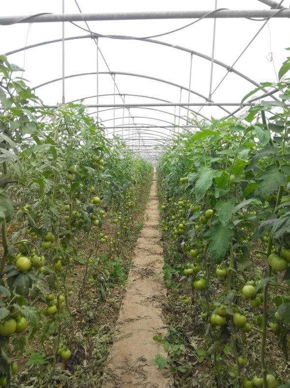 Ζεολιθικές ντομάτες Θερμοκήπιο Σ. Γιαγλή Φέρες.