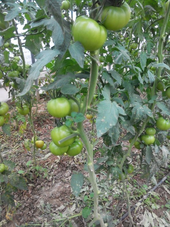 Ζεολιθικές ντομάτες Θερμοκήπιο Σ. Γιαγλή Φέρες.