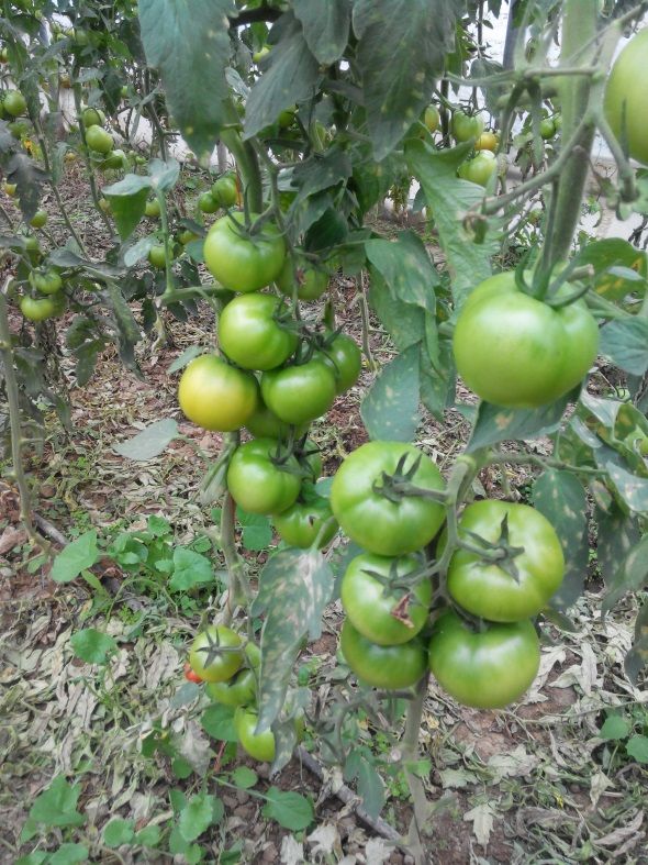 Ζεολιθικές ντομάτες Θερμοκήπιο Σ. Γιαγλή Φέρες.