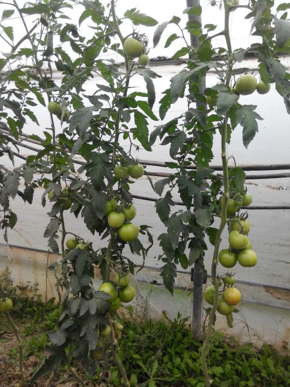 Ζεολιθικές ντομάτες Θερμοκήπιο Σ. Γιαγλή Φέρες.