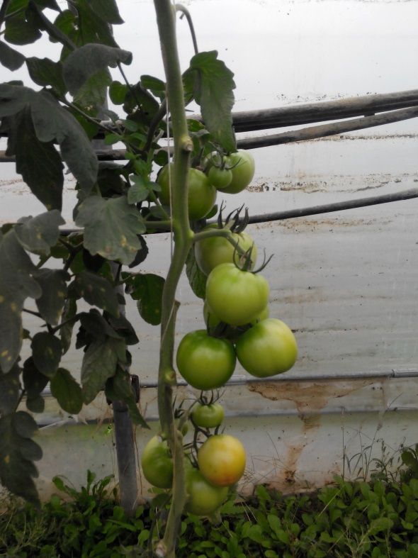 Ζεολιθικές ντομάτες Θερμοκήπιο Σ. Γιαγλή Φέρες.