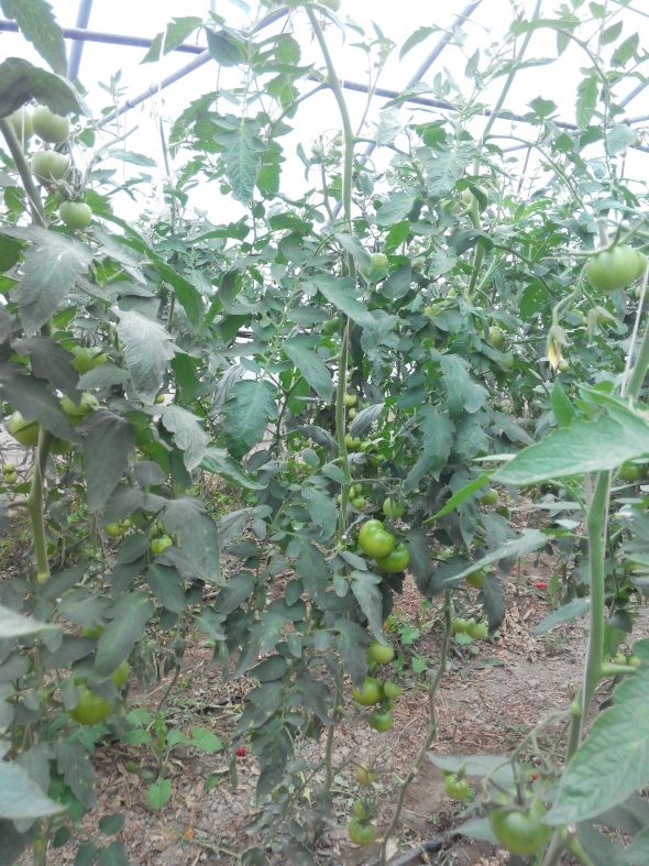 Ζεολιθικές ντομάτες Θερμοκήπιο Σ. Γιαγλή Φέρες.