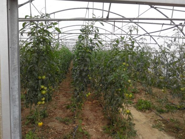 Ζεολιθικές ντομάτες Θερμοκήπιο Σ. Γιαγλή Φέρες.